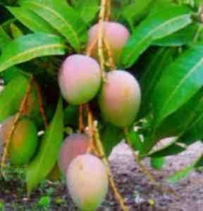 mango-farming-image.jpg